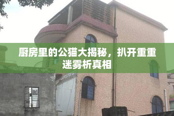 厨房里的公猫大揭秘，扒开重重迷雾析真相