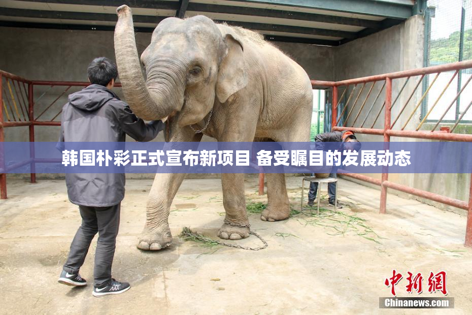 韩国朴彩正式宣布新项目 备受瞩目的发展动态