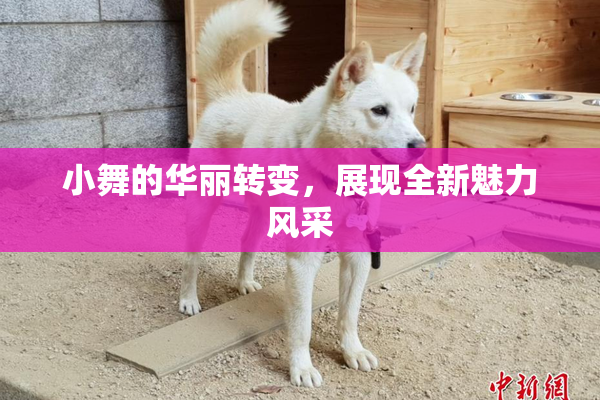 小舞的华丽转变，展现全新魅力风采