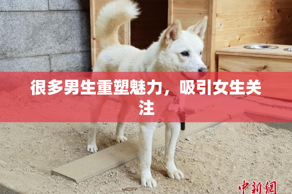 很多男生重塑魅力，吸引女生关注