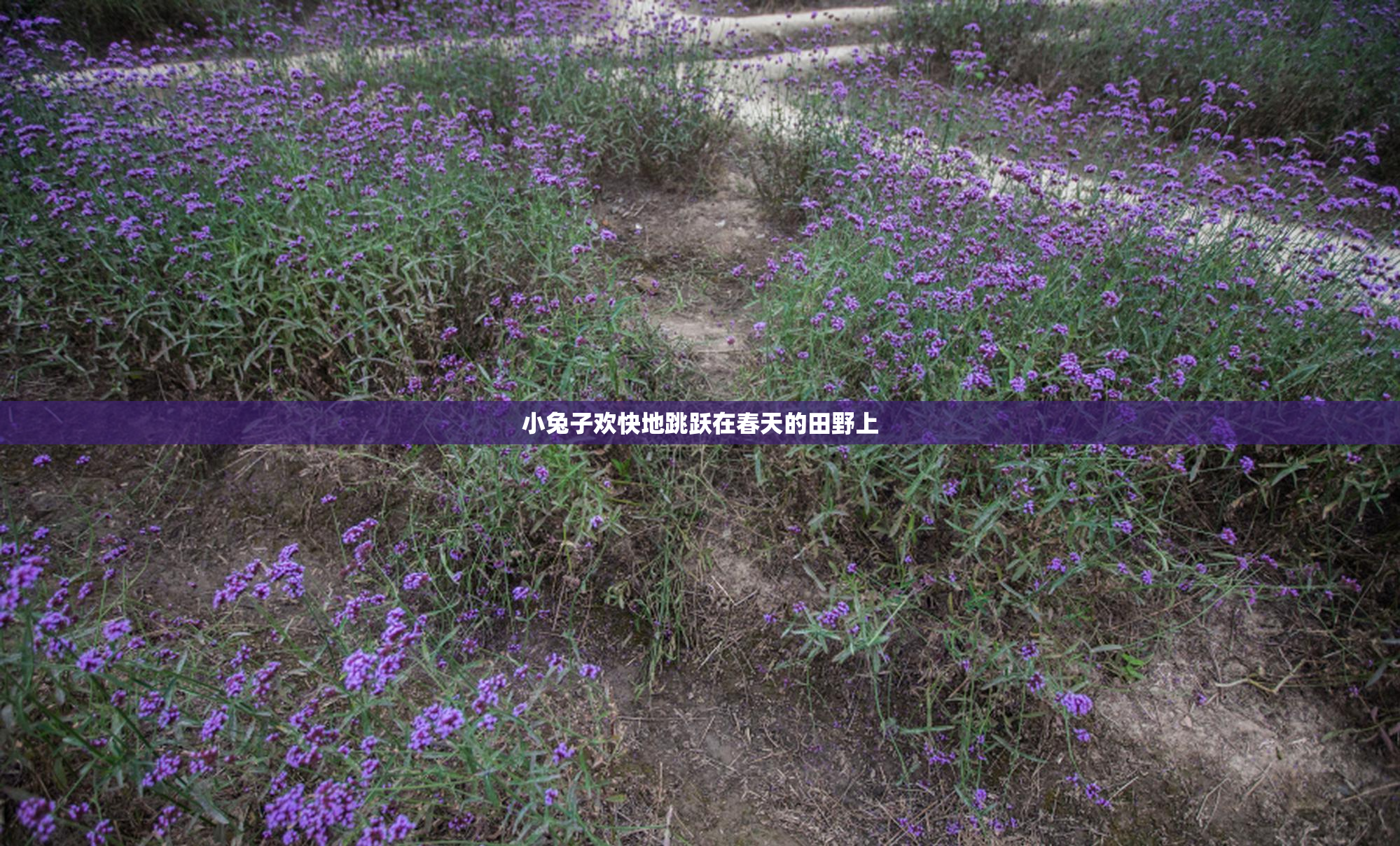 小兔子欢快地跳跃在春天的田野上