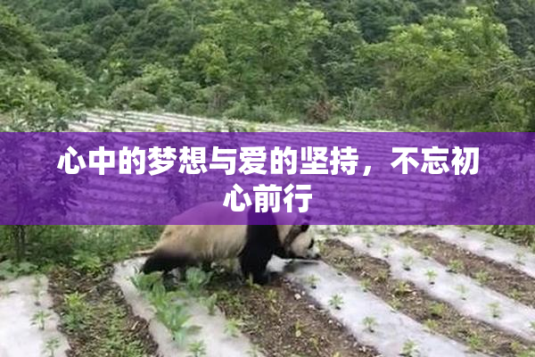 心中的梦想与爱的坚持，不忘初心前行