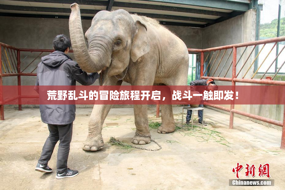 荒野乱斗的冒险旅程开启，战斗一触即发！