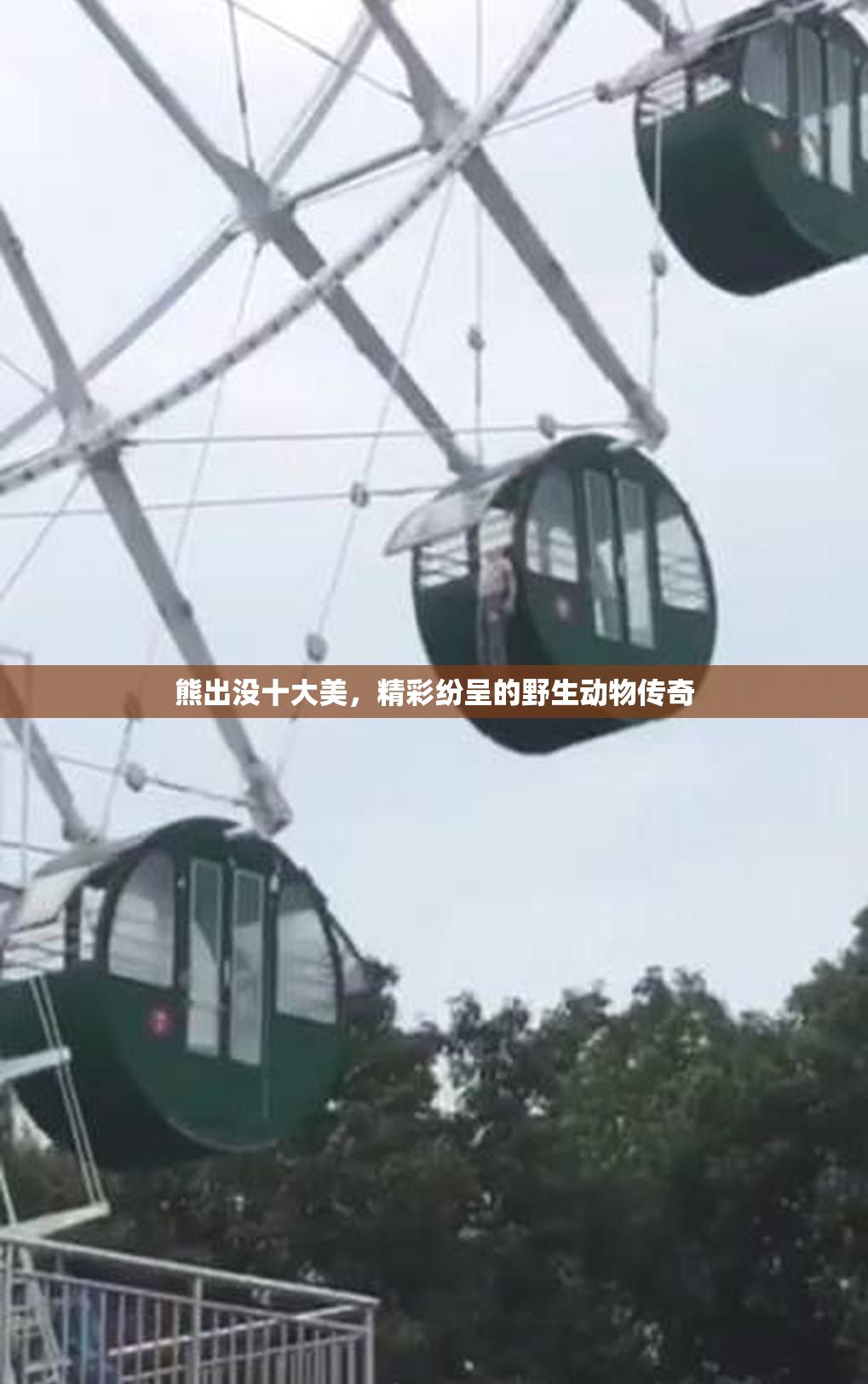 熊出没十大美，精彩纷呈的野生动物传奇