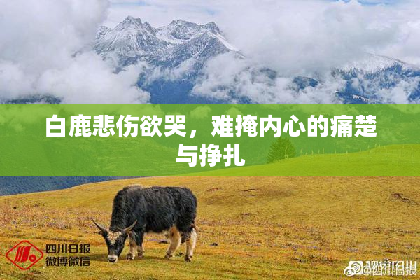 白鹿悲伤欲哭，难掩内心的痛楚与挣扎