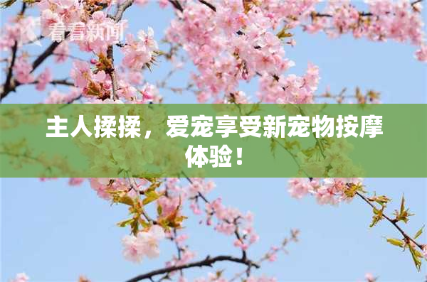 主人揉揉，爱宠享受新宠物按摩体验！