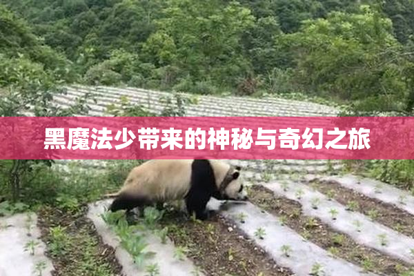 黑魔法少带来的神秘与奇幻之旅