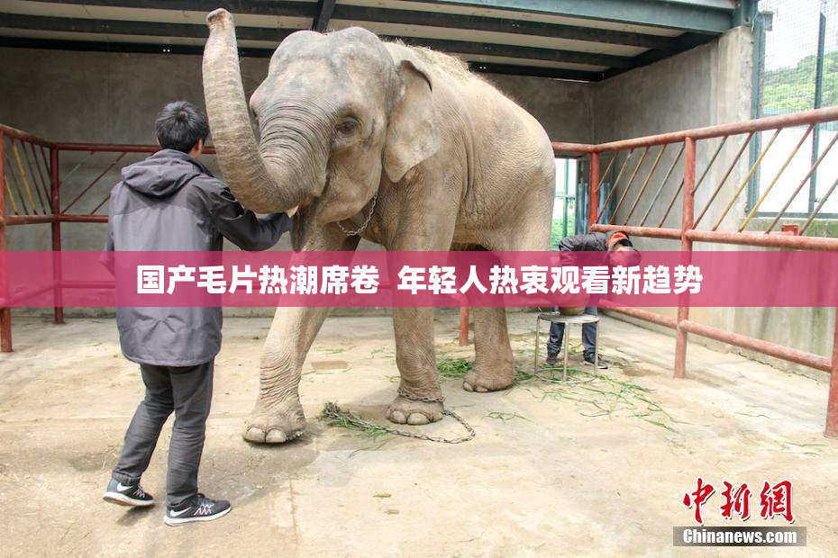 国产毛片热潮席卷  年轻人热衷观看新趋势
