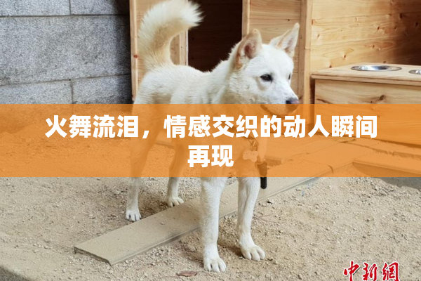 火舞流泪，情感交织的动人瞬间再现
