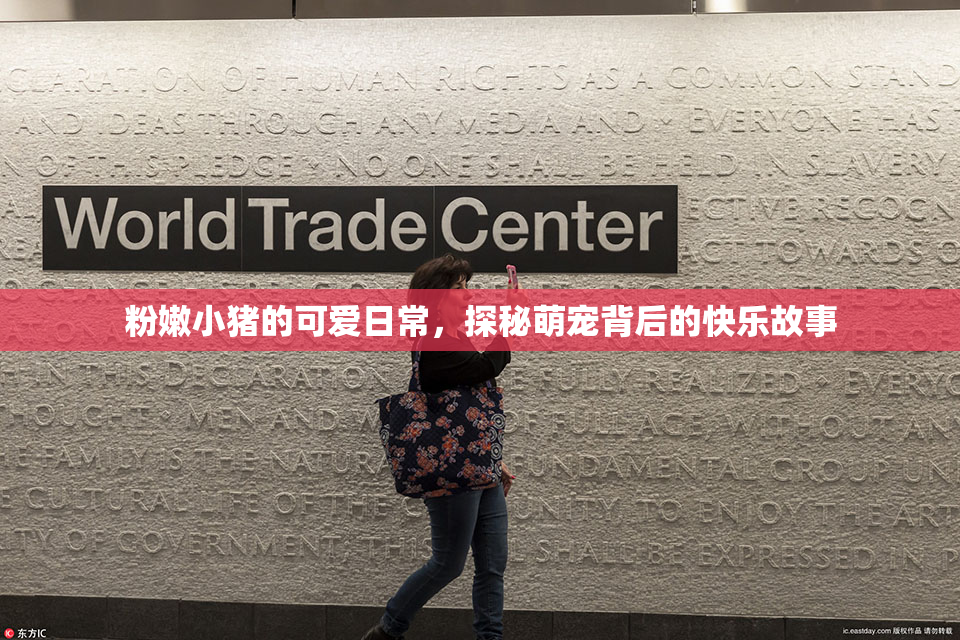 粉嫩小猪的可爱日常，探秘萌宠背后的快乐故事
