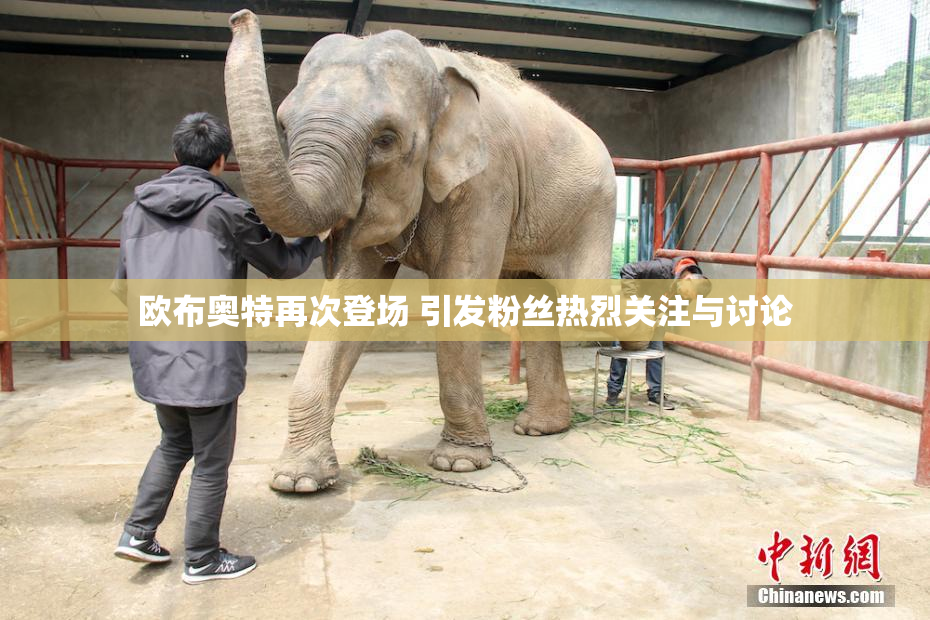 欧布奥特再次登场 引发粉丝热烈关注与讨论