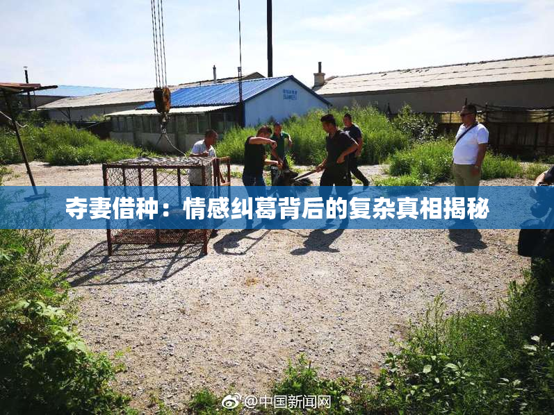 夺妻借种：情感纠葛背后的复杂真相揭秘