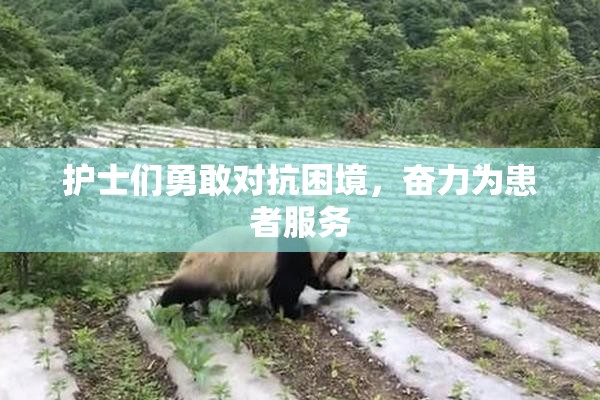 护士们勇敢对抗困境，奋力为患者服务