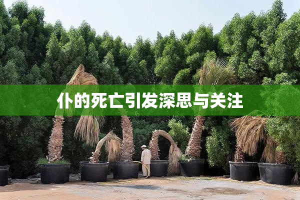 仆的死亡引发深思与关注