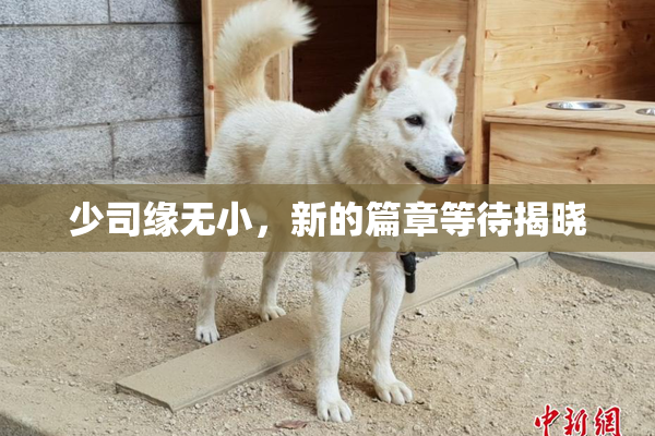 少司缘无小，新的篇章等待揭晓