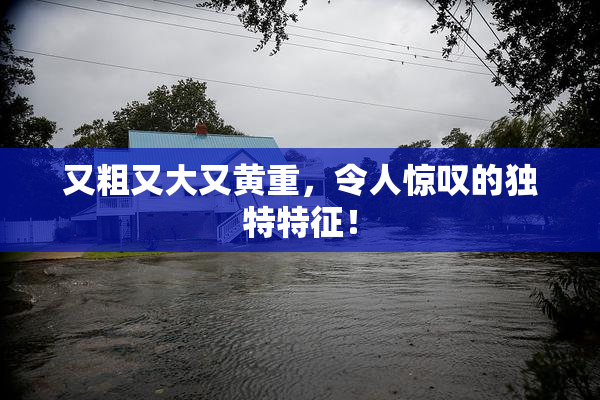 又粗又大又黄重，令人惊叹的独特特征！