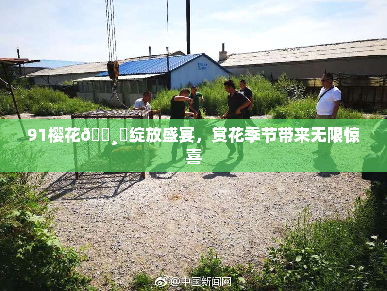 91樱花🌸‌绽放盛宴，赏花季节带来无限惊喜