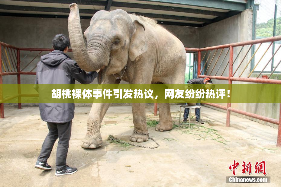 胡桃裸体事件引发热议，网友纷纷热评！