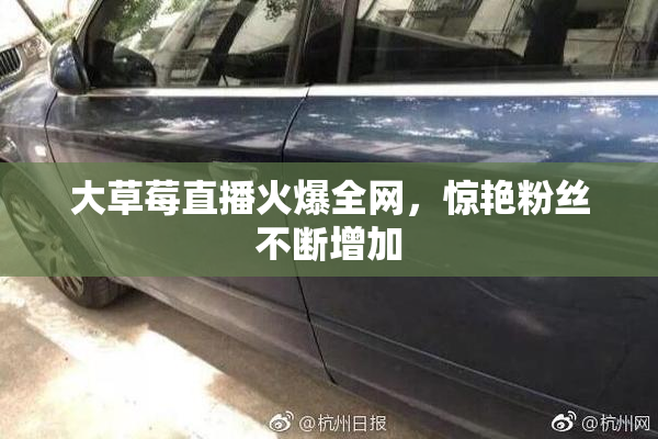 大草莓直播火爆全网，惊艳粉丝不断增加