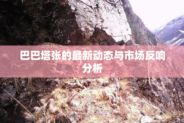 巴巴塔张的最新动态与市场反响分析