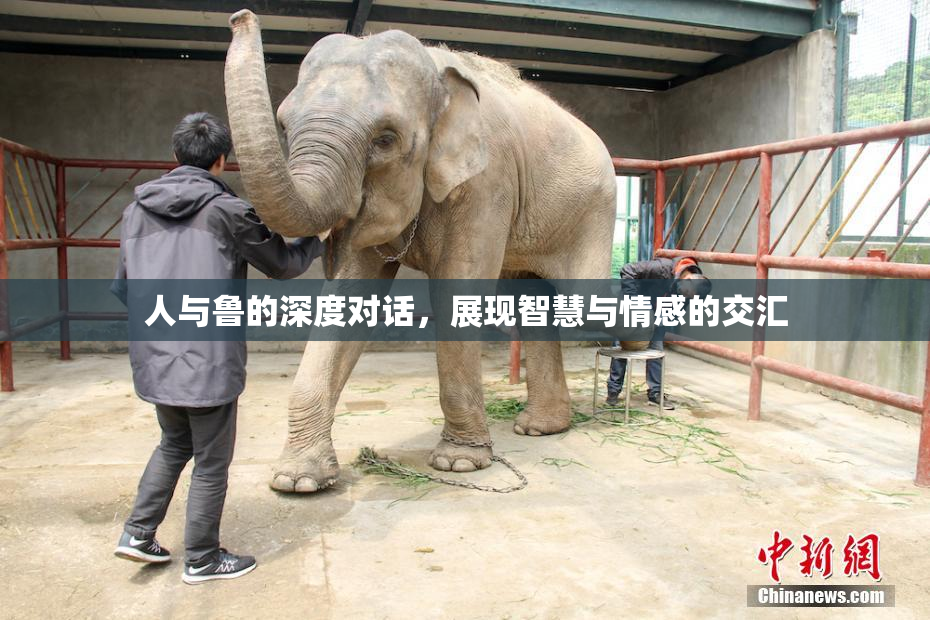 人与鲁的深度对话，展现智慧与情感的交汇