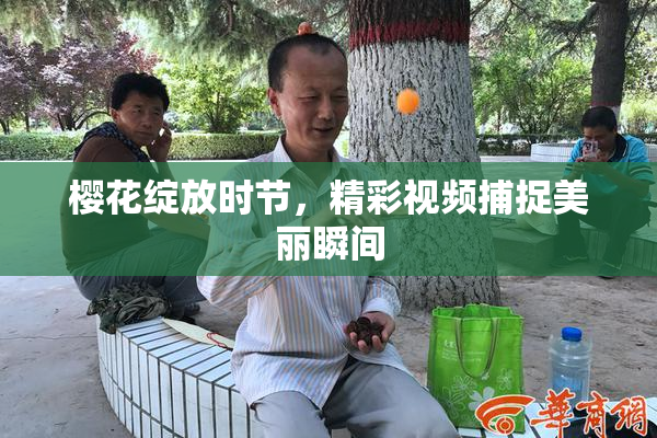 樱花绽放时节，精彩视频捕捉美丽瞬间