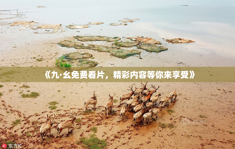 《九·幺免费看片，精彩内容等你来享受》