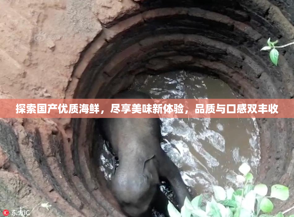 探索国产优质海鲜，尽享美味新体验，品质与口感双丰收