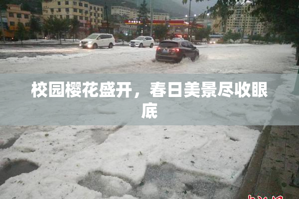 校园樱花盛开，春日美景尽收眼底