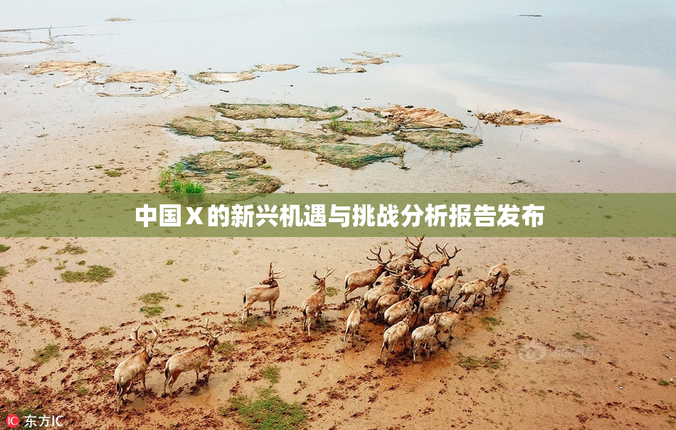 中国Ⅹ的新兴机遇与挑战分析报告发布