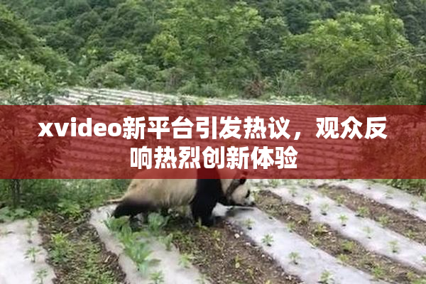 xvideo新平台引发热议，观众反响热烈创新体验