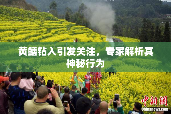 黄鳝钻入引发关注，专家解析其神秘行为