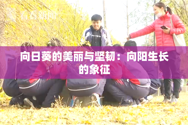 向日葵的美丽与坚韧：向阳生长的象征