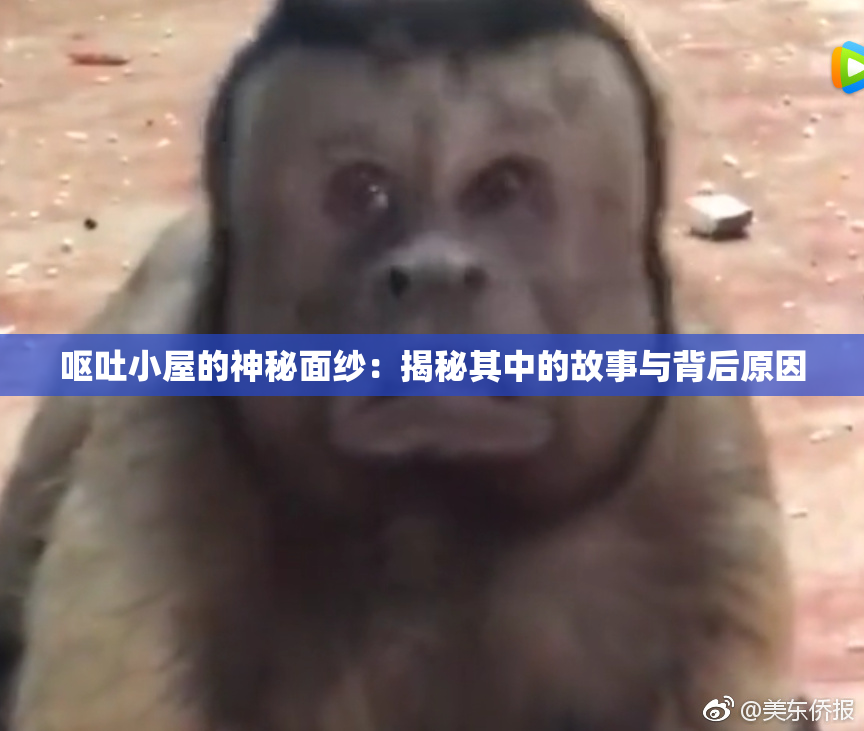 呕吐小屋的神秘面纱：揭秘其中的故事与背后原因