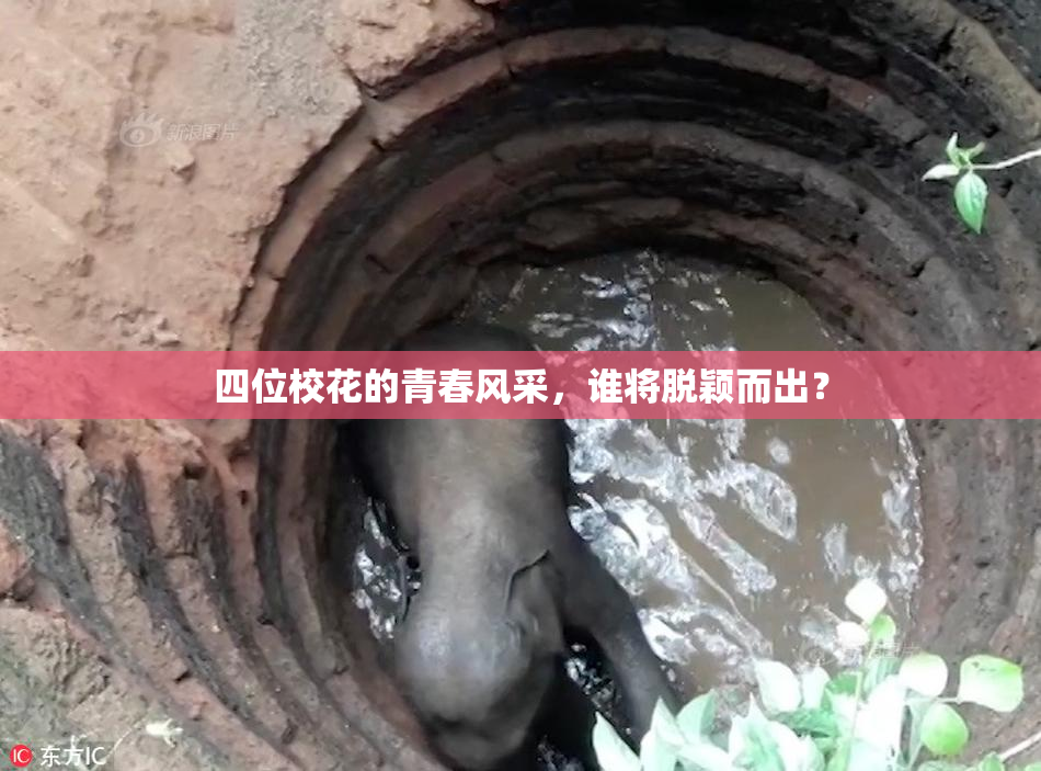 四位校花的青春风采，谁将脱颖而出？