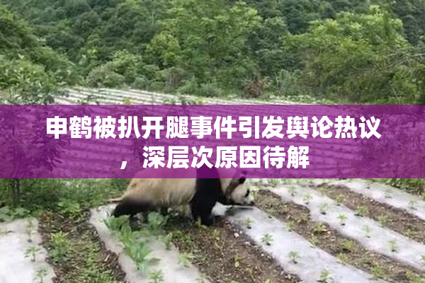 申鹤被扒开腿事件引发舆论热议，深层次原因待解