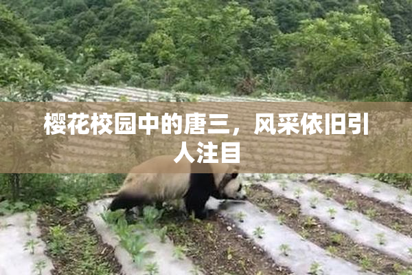 樱花校园中的唐三，风采依旧引人注目