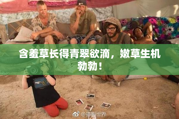 含羞草长得青翠欲滴，嫩草生机勃勃！