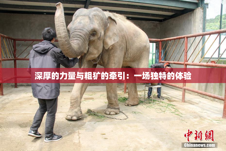 深厚的力量与粗犷的牵引：一场独特的体验