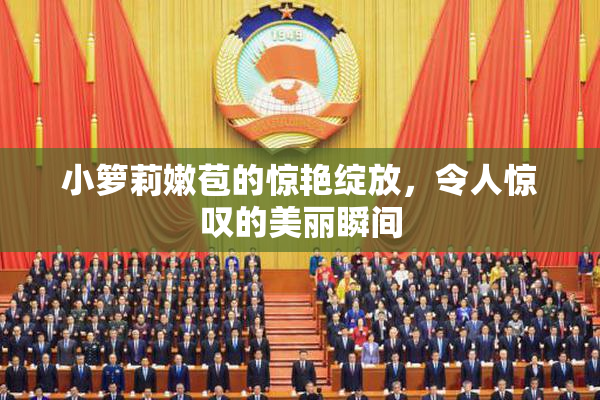 小箩莉嫩苞的惊艳绽放，令人惊叹的美丽瞬间