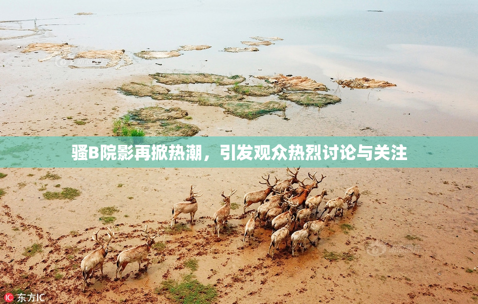 骚B院影再掀热潮，引发观众热烈讨论与关注