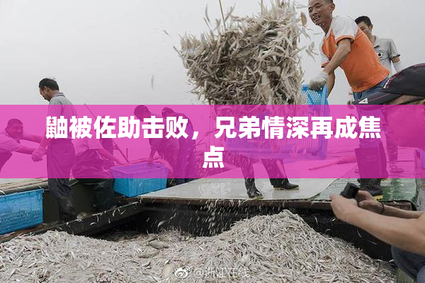 鼬被佐助击败，兄弟情深再成焦点