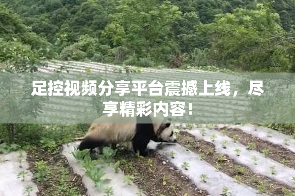 足控视频分享平台震撼上线，尽享精彩内容！