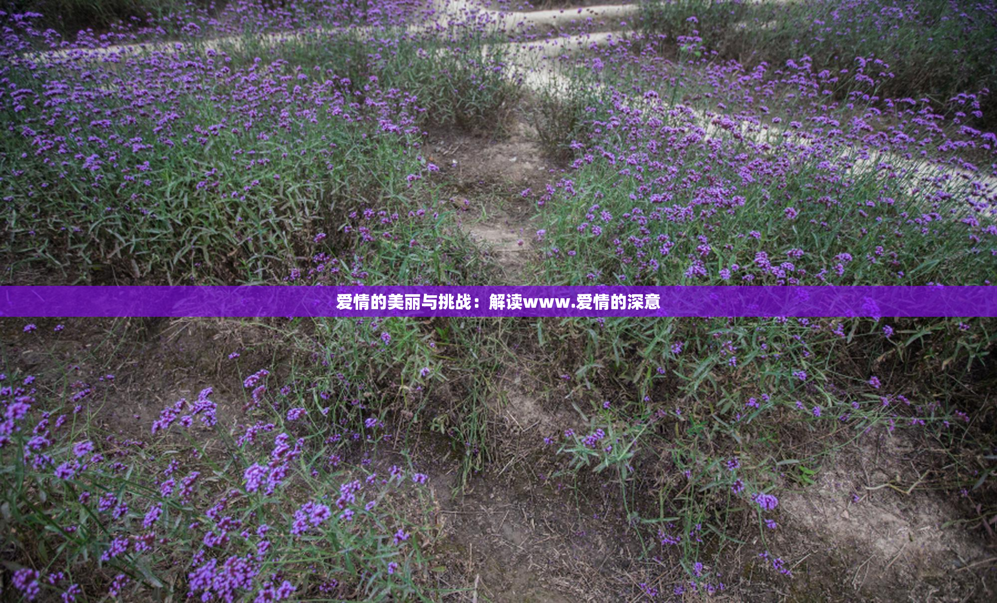 爱情的美丽与挑战：解读www.爱情的深意
