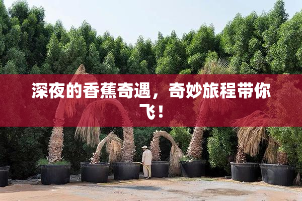 深夜的香蕉奇遇，奇妙旅程带你飞！