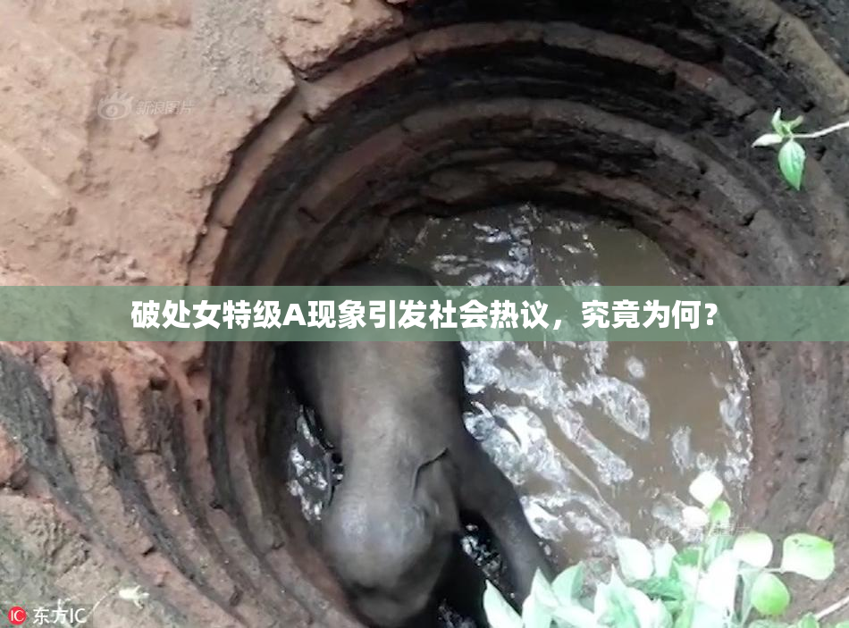破处女特级A现象引发社会热议，究竟为何？