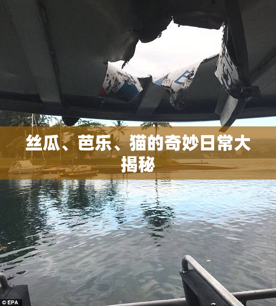 丝瓜、芭乐、猫的奇妙日常大揭秘