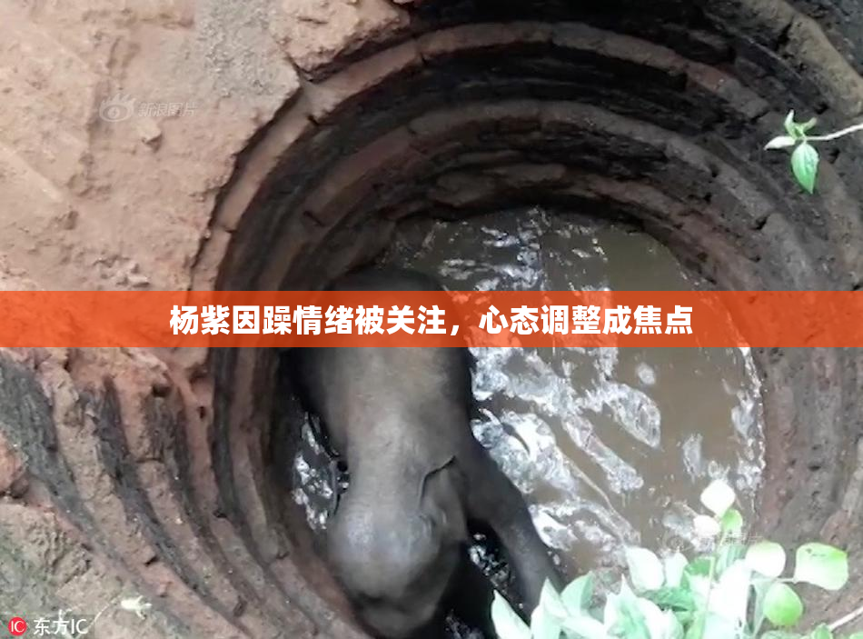 杨紫因躁情绪被关注，心态调整成焦点