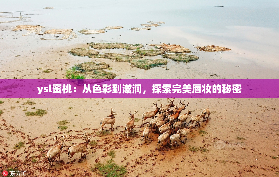 ysl蜜桃：从色彩到滋润，探索完美唇妆的秘密