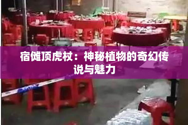 宿傩顶虎杖：神秘植物的奇幻传说与魅力